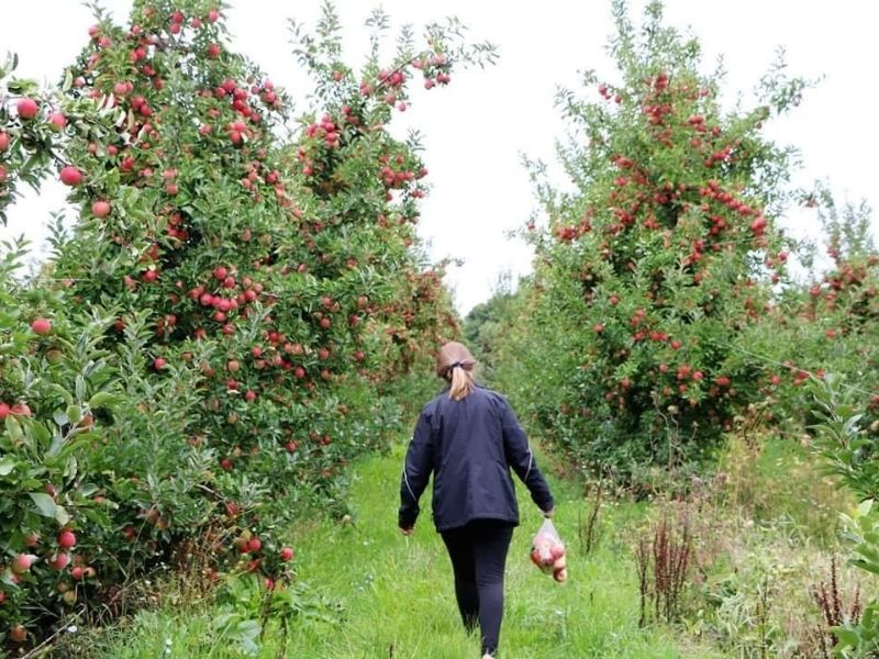 Rasch Cherries & Apples apple picking