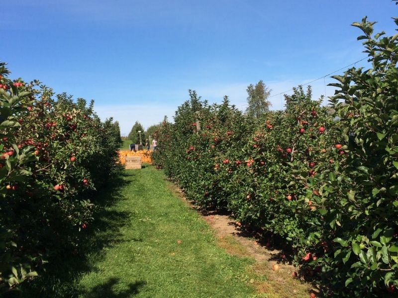 Apple picking at Schwalliers Apple Orchard Grand Rapids