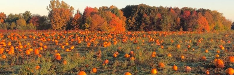 Uncle Johns Cider Mill pumpkin patch