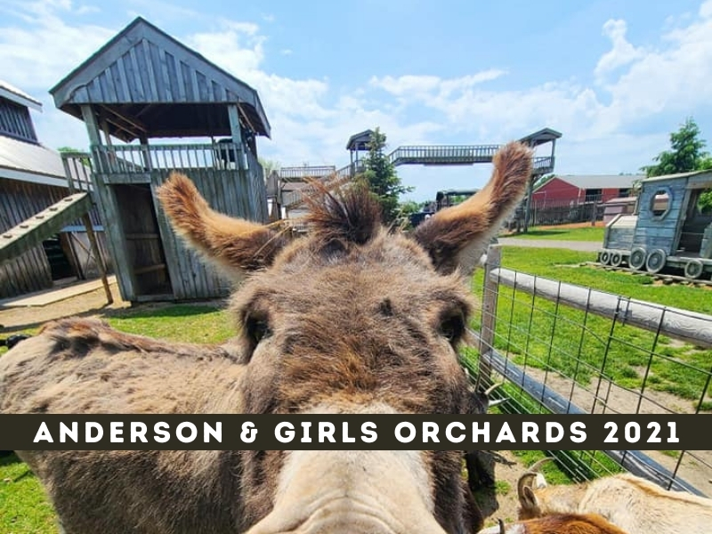 anderson & girls orchards petting zoo
