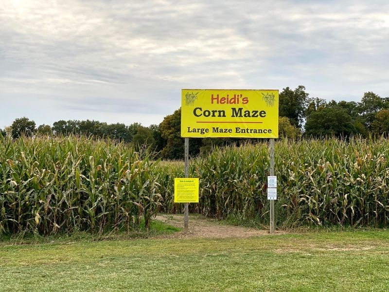 heidi's corn maze