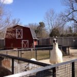 Potter Park Zoo Planner: 13 Reasons to Visit this Lansing Zoo, Plus 4 Trip Tips