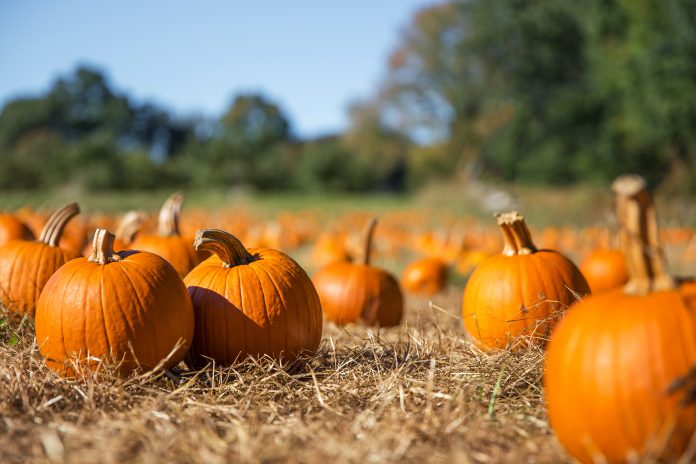 Victory Farms LLC pumpkins