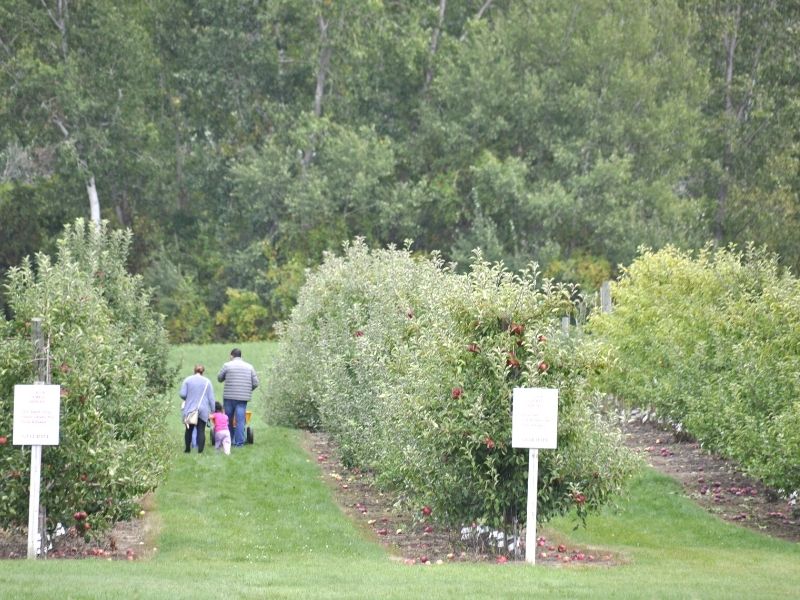 Fruit Ridge Hayrides apple orchard