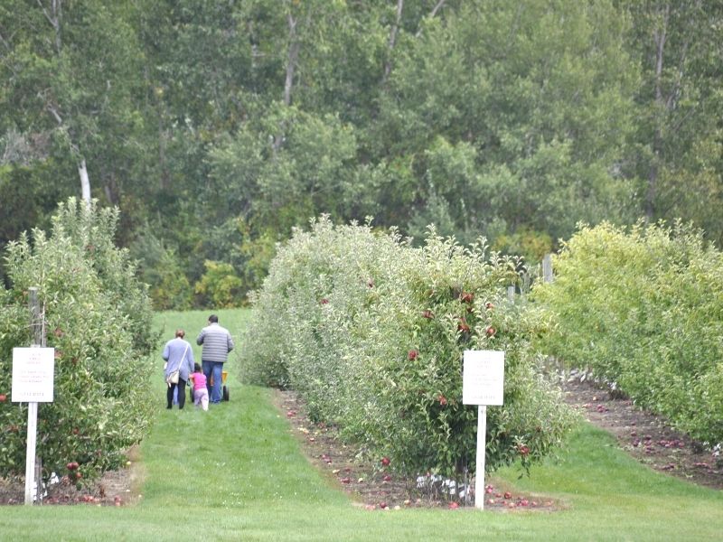 fruit ridge hayrides apple picking