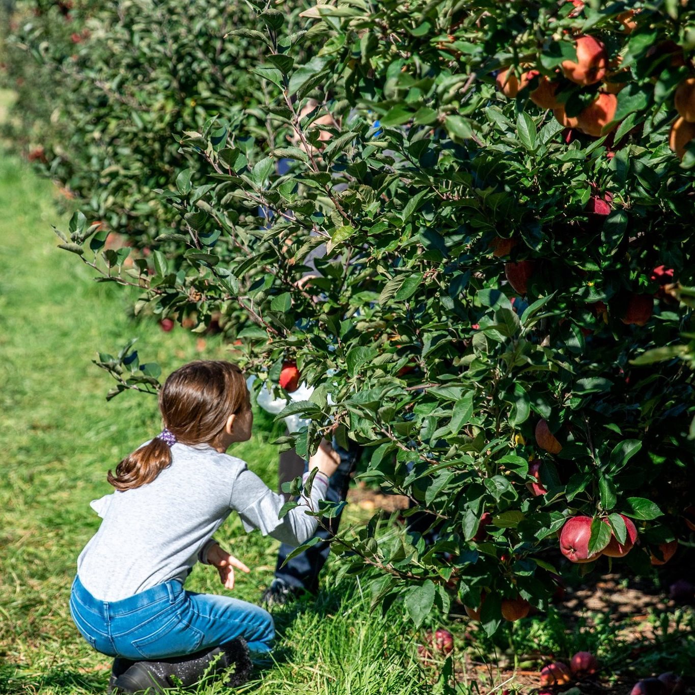 lewis farms apple picking