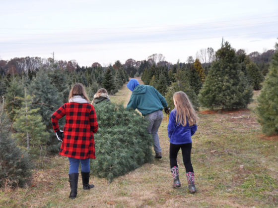 Real Christmas Tree Farms: 15+ Unforgettable Places in West Michigan to ...