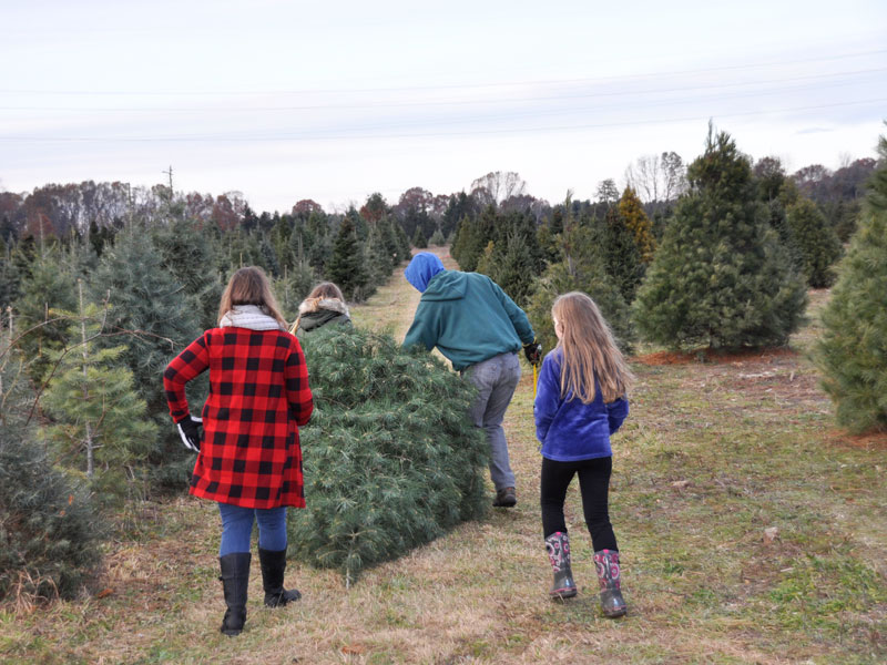 Christmas Tree Farms Horrocks VanderW