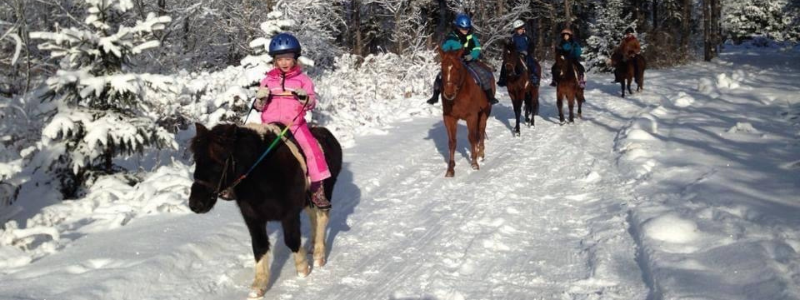 Karins Horse Winter 2021