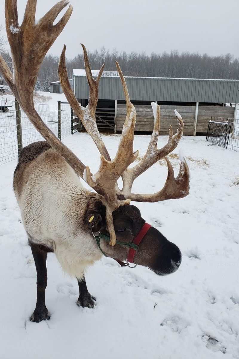 reindeer ranch