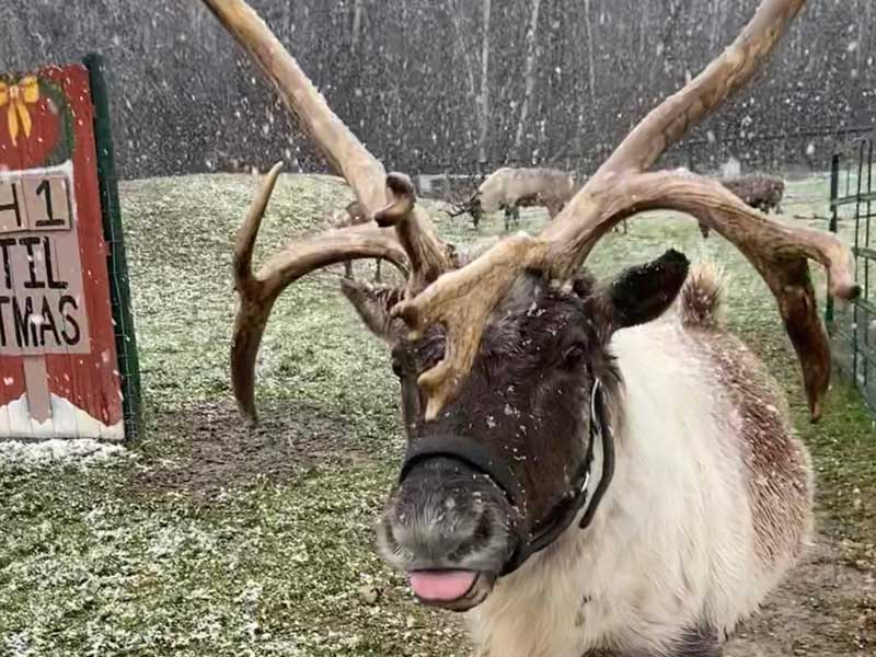 Real reindeer