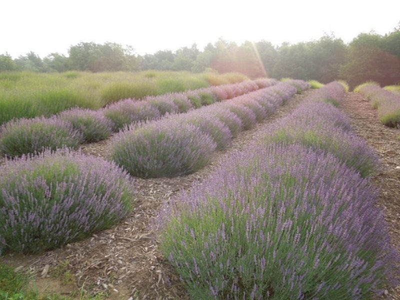 Lavender Hill Farm of Niles MI