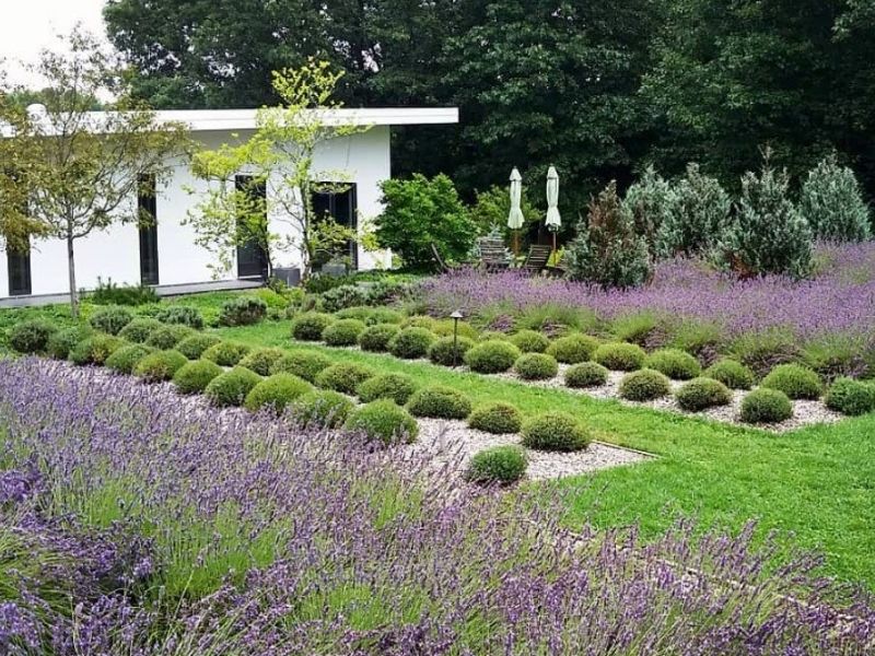 Summerhouse Lavender Farm