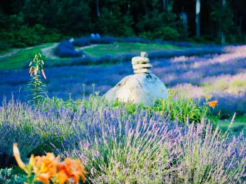 bohemian lavender farm