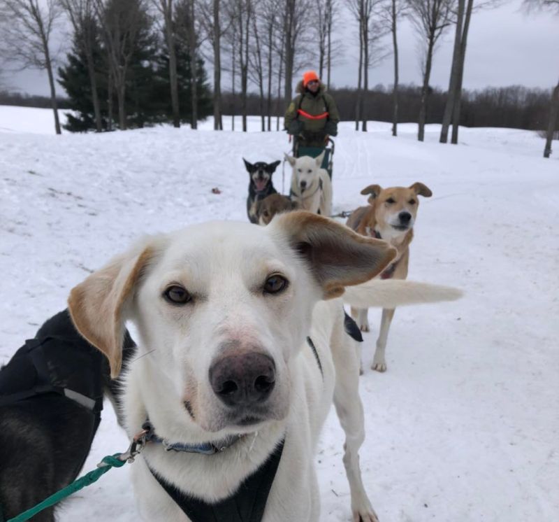 evergreen kennel dogsledding mi treetop resort