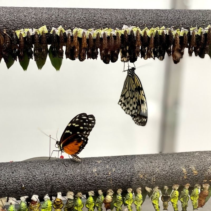 meijer gardens butterflies observation station