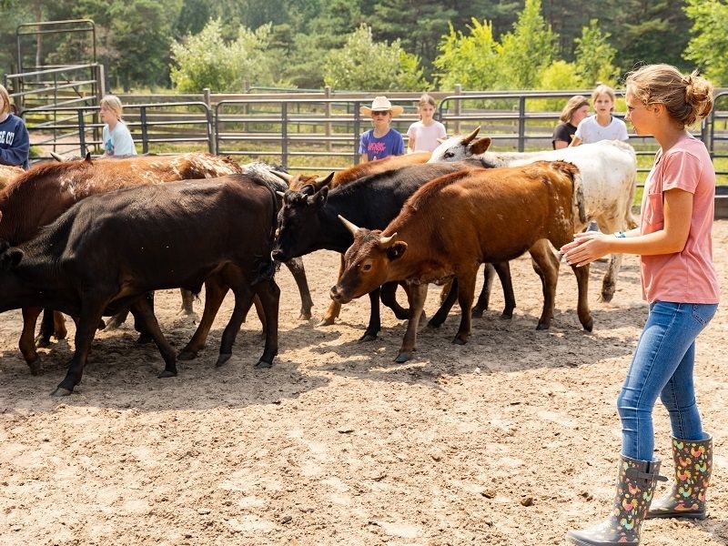 paradise ranch cattle