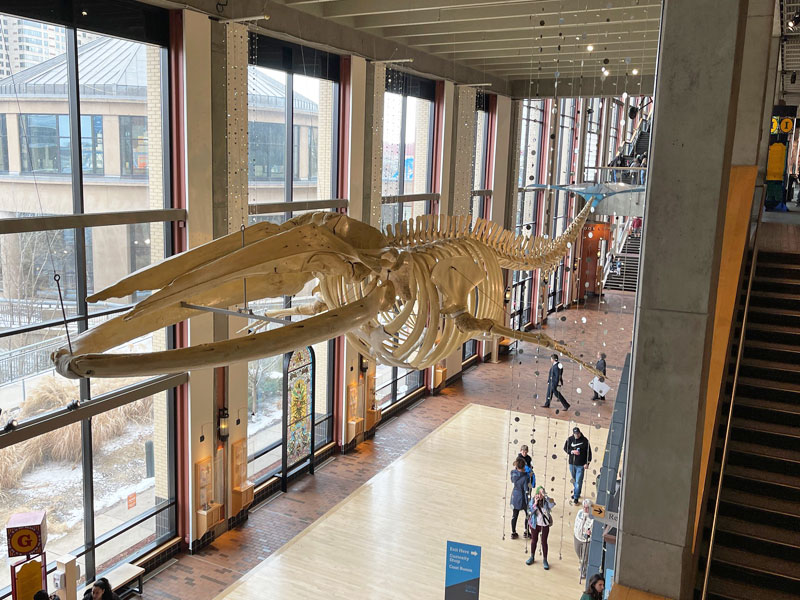 Finny Fin Whale GRPM second floor Hunt