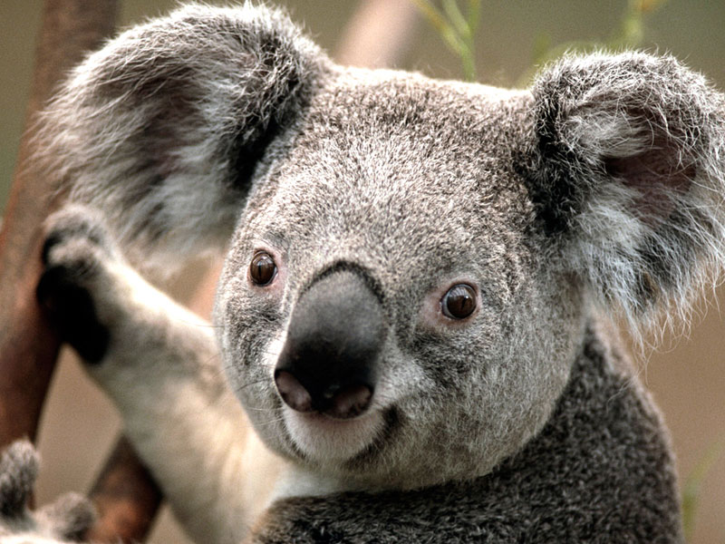 JBZ John Ball Zoo visiting Koala males 2022