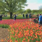 Holland Tulip Festival 2025: Insider’s Best Tulip Time Tips