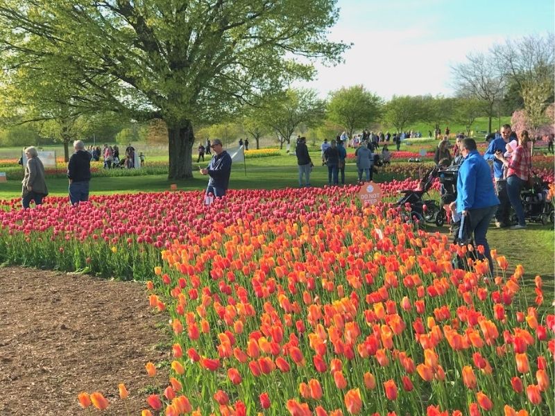 Things to do in Holland MI - Tulip Time