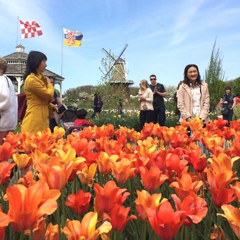 tulip festival holland michigan