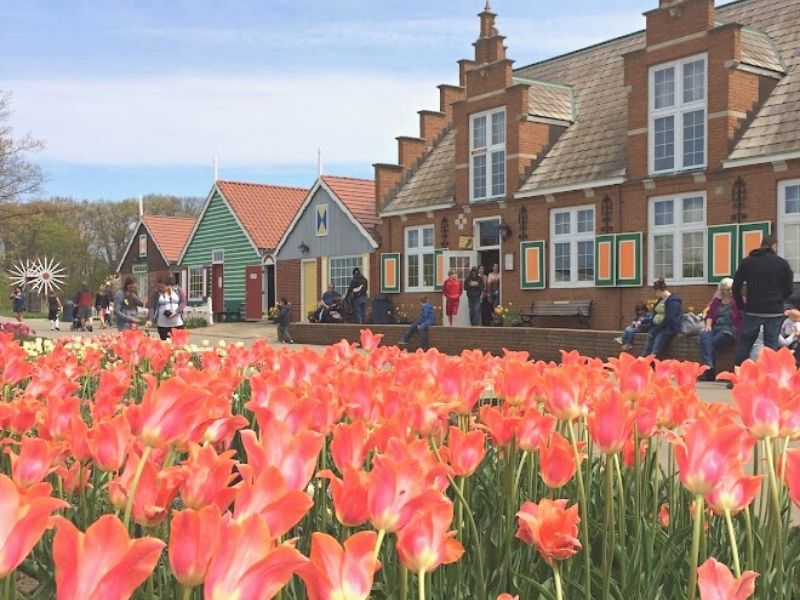tulips-at-windmill-island-gardens-holland-mi