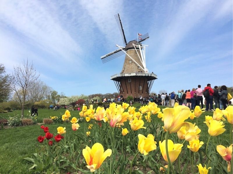 windmill island gardens tulip time