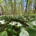 Aman Park 2024: Epic Wildflower Views, Cool Stick Forts Make this Springtime Forest Hike a Delight