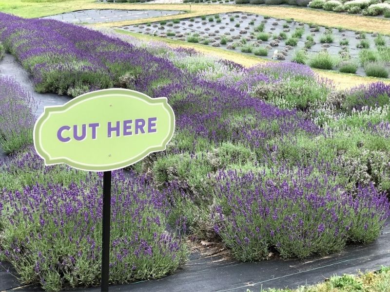 michigan lavender farms
