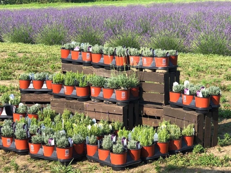 romeo lavender farm in michigan