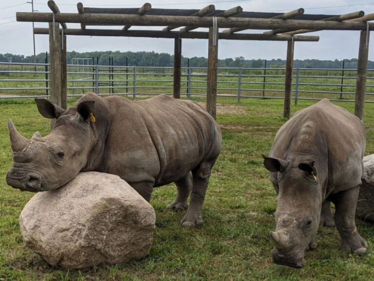 Boulder Ridge Zoo Wild Animal Park & Safari Walkthrough