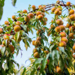 7 Juicy Peach Picking Farms in West Michigan
