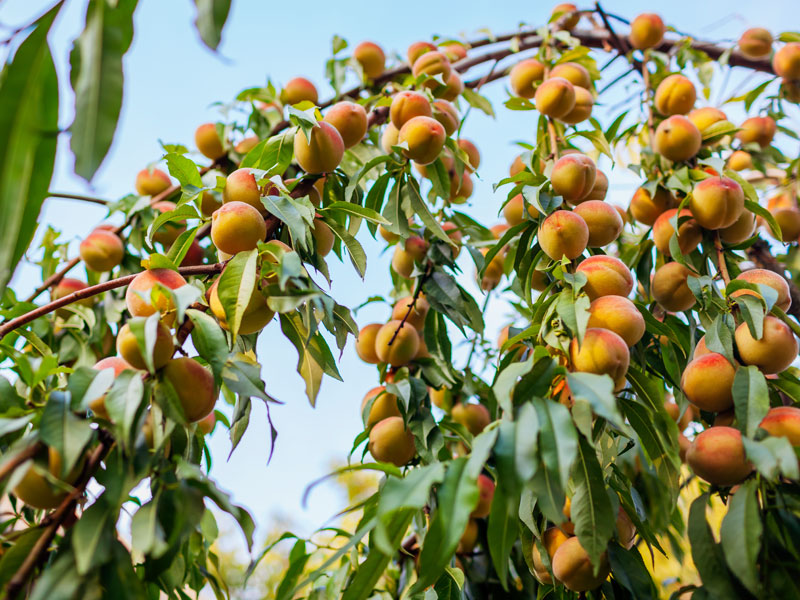 Peach picking peaches on tree