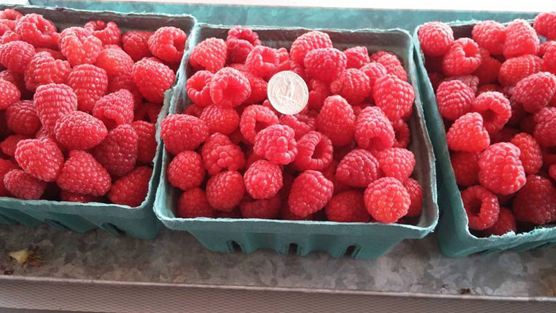 Raspberry picking at Sandy Bottom includes raspberries the size of quarters. 