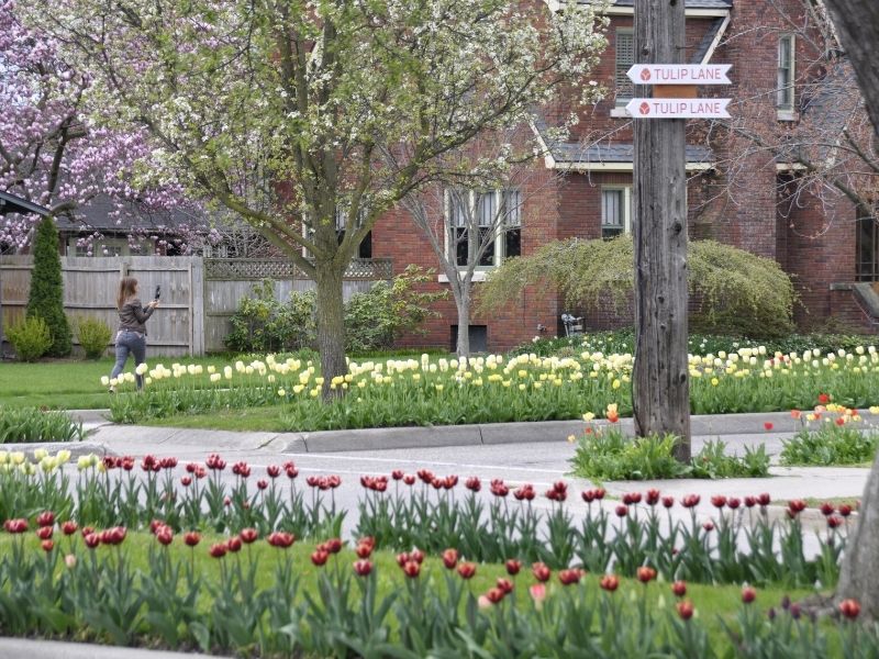 Tulip Lanes Holland Tulip Festival in Michigan 2022