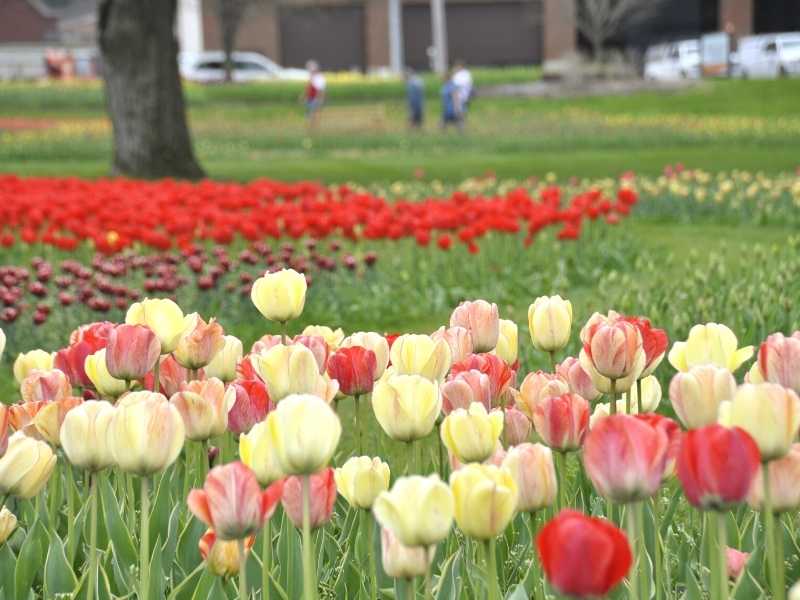 tulip photo window on the waterfront