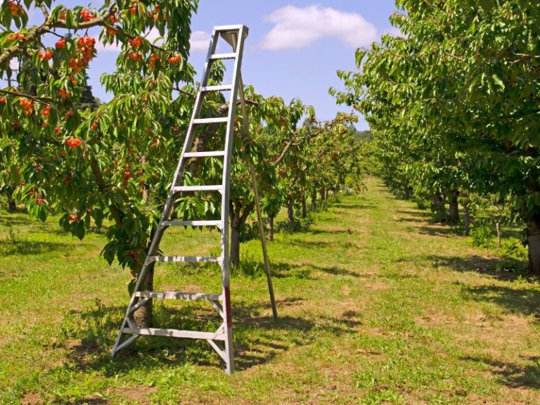 13 Great Cherry Picking Orchards in West Michigan Visit for a