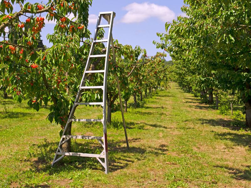 Cherry Picking and U Pick Cherries  Ladder