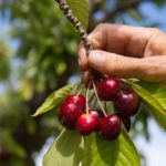13 Great Cherry Picking Orchards in West Michigan: Visit for a Flavorful Adventure