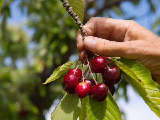 Cherry Picking and U Pick Cherries in West Michigan