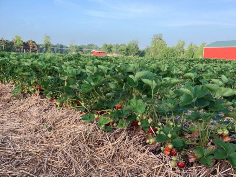 Michigan Strawberry Picking - DeLange’s Redberry Farm