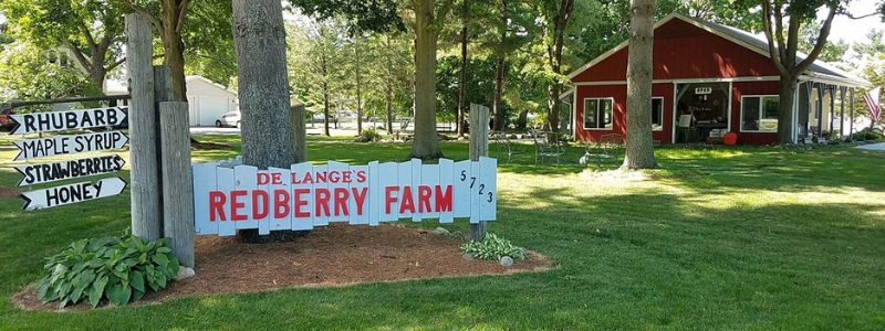 Raspberry picking and already-picked at DeLange's Redberry Farm. 