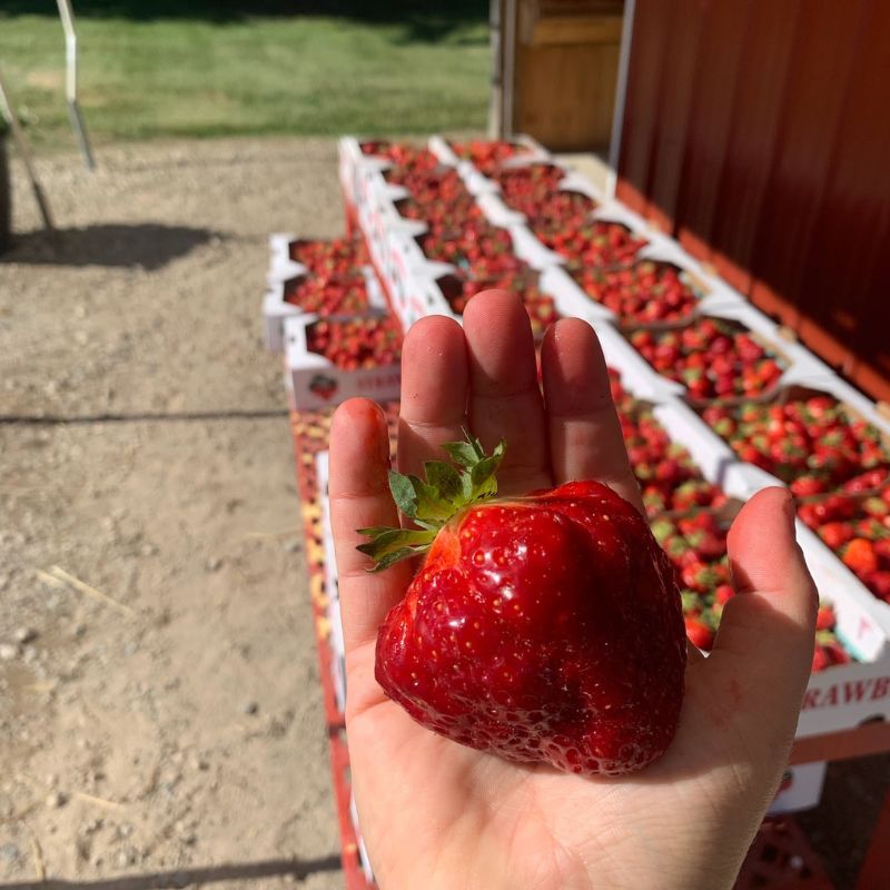Hanulcik Farm Market & Orchard upick strawberries