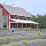20 Breathtaking Lavender Farms in Michigan with U-Pick for 2025