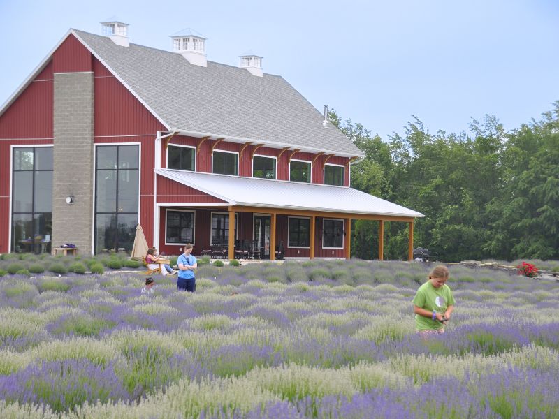 Michigan lavender farms - lavender life caledonia michigan