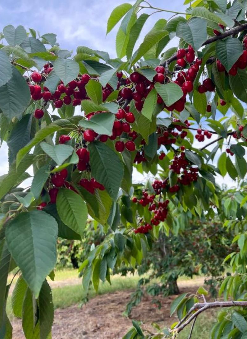 u-pick farms: overhiser orchards cherry picking