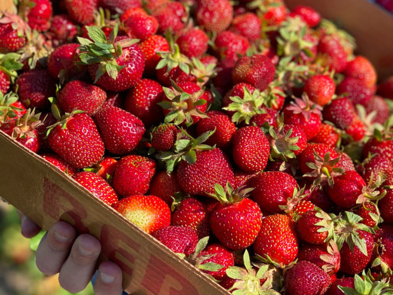 UPick-Strawberries-Ed-Dunneback-Hunt-summer