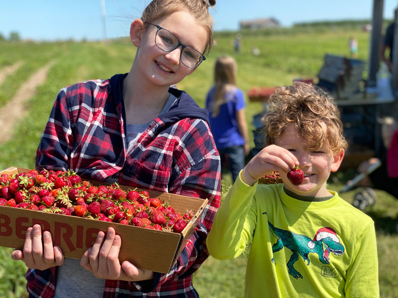 Kids finding U-Pick Strawberries at Ed Dunneback Farm