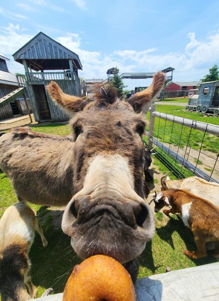 Anderson & Girls Orchards Exciting, Free Petting Zoo with Surprises